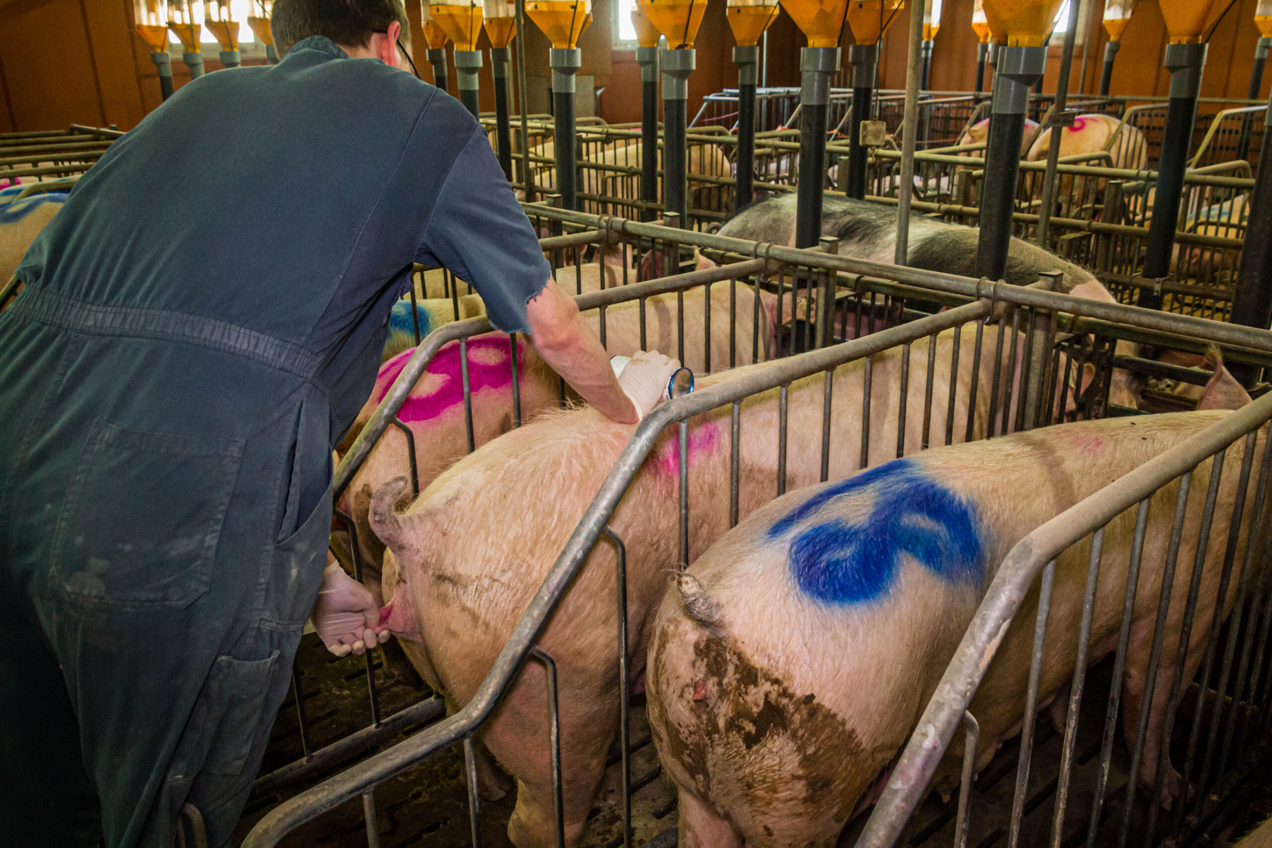 Detection of the heat of the sow