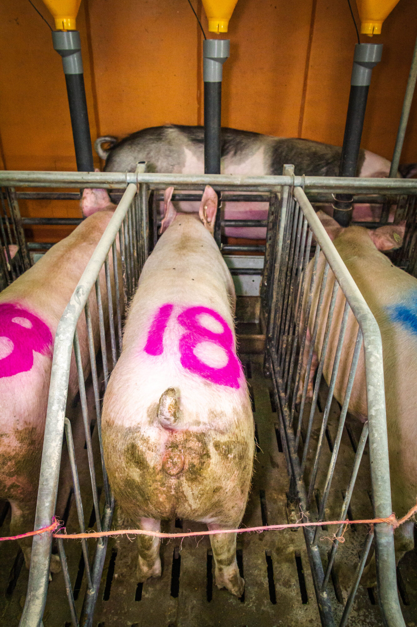 Boar in front of sows to check their heat