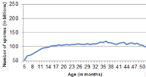 Number of sperms inside a boar ejaculate in function of the age 