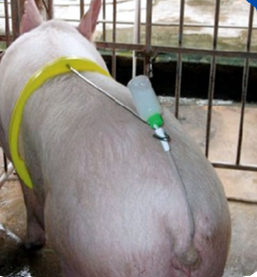 sow during her insemination