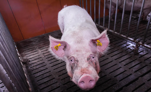 Boars in his pen