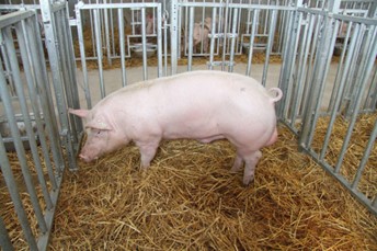 Boar in quarantine