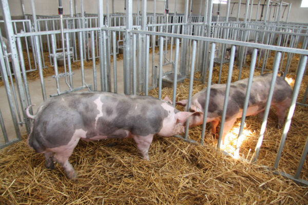 Young boars inside quarantine