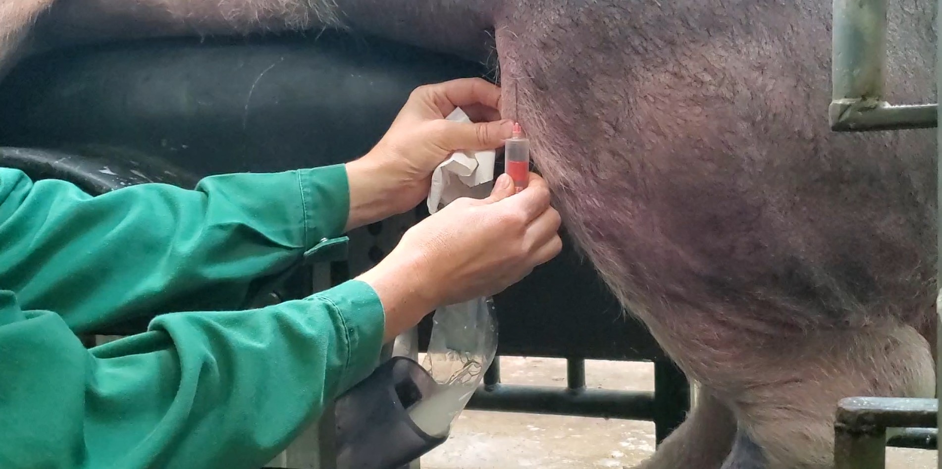 Blood sample during boar collection