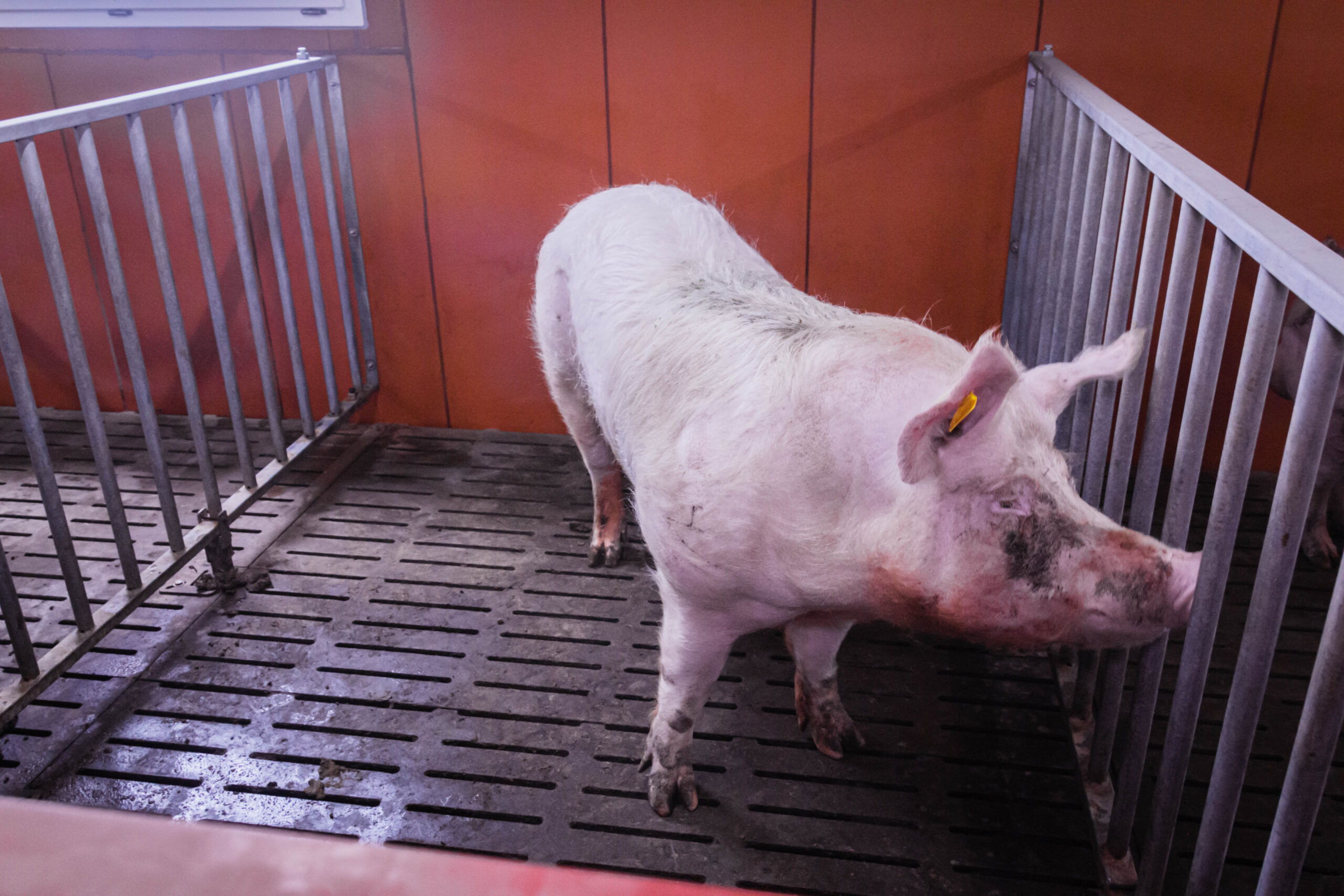 Boars in his pens