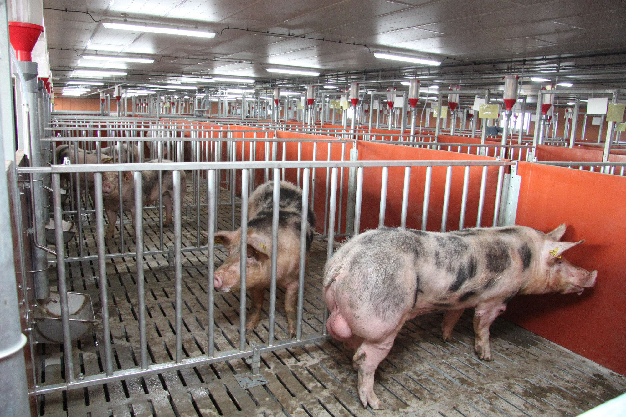 Boars inside their pens