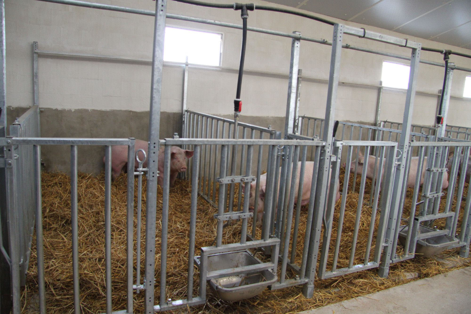 Boars in quarantine